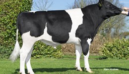 High milk solids rise to the top amongst non-Holstein breeds